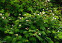 Rubus parviflorus